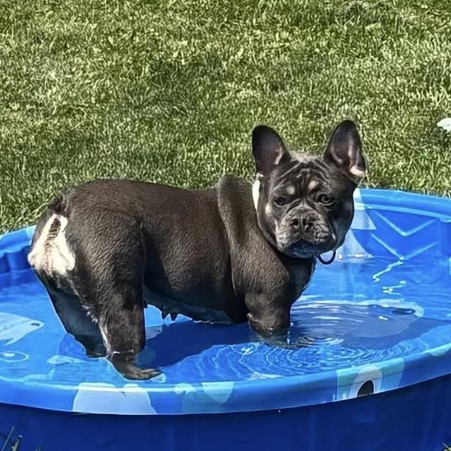 Enlarge Candace, a Adoptable French Bulldog in Huber Heights, OH image 4/6