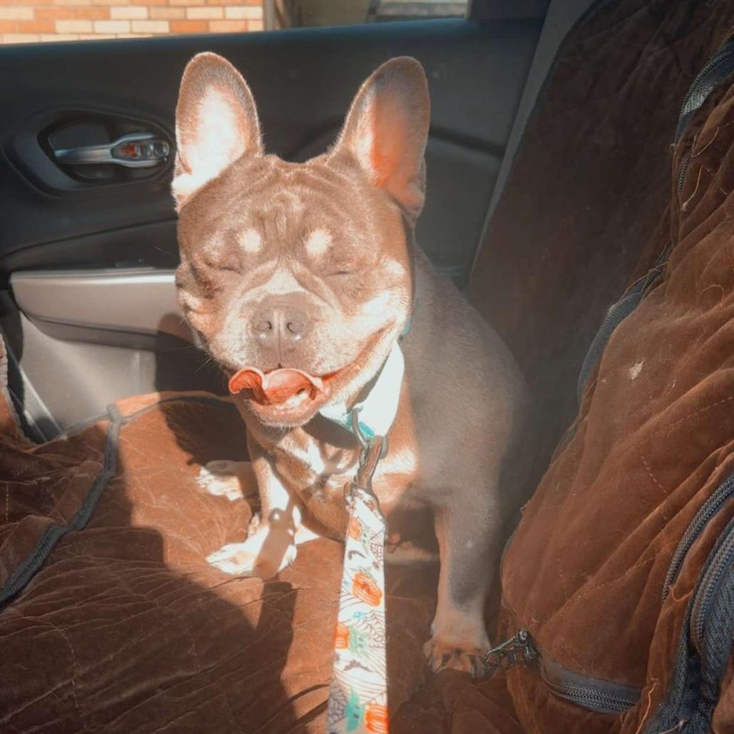 Enlarge Candace, a Adoptable French Bulldog in Huber Heights, OH image 5/6