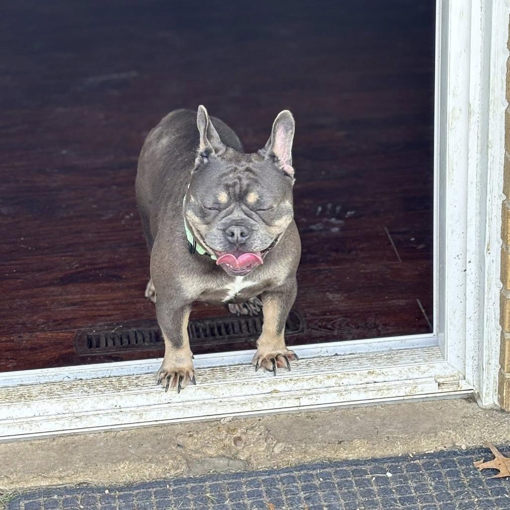 Enlarge Candace, a Adoptable French Bulldog in Huber Heights, OH image 6/6