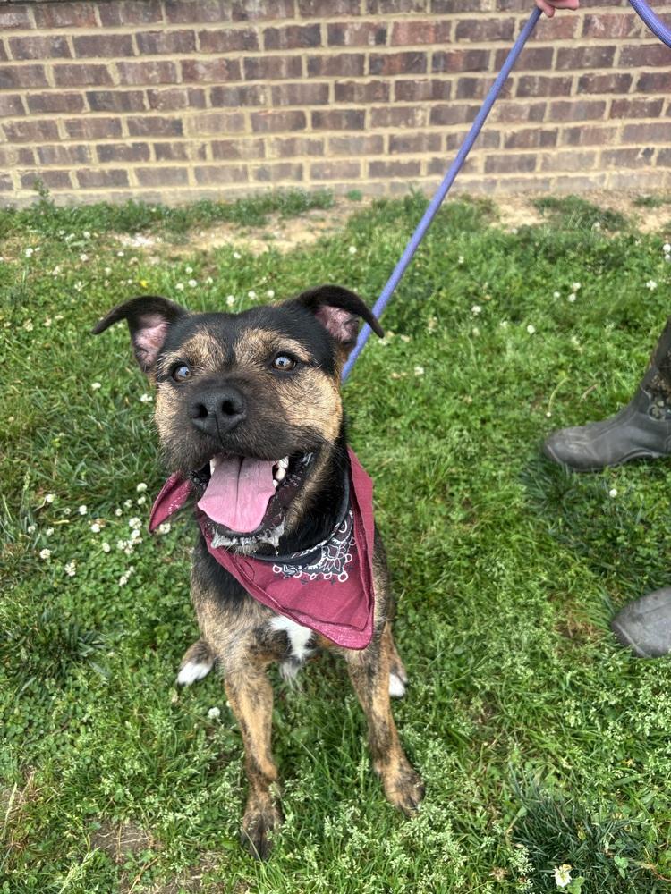 Enlarge Barkalamue, a Adoptable Terrier in Dickson, TN image 1/1