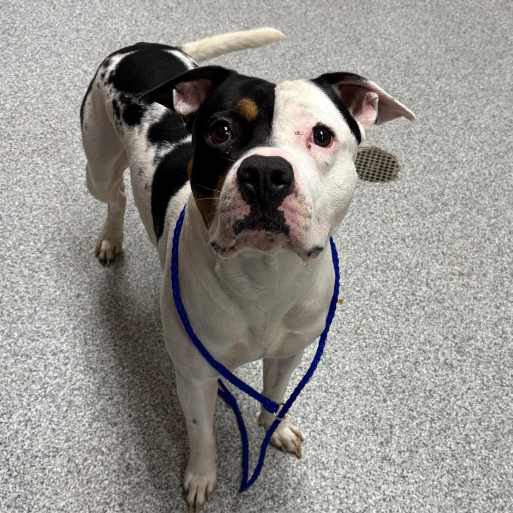 Moo, Adoptable, Adult Male American Staffordshire Terrier.