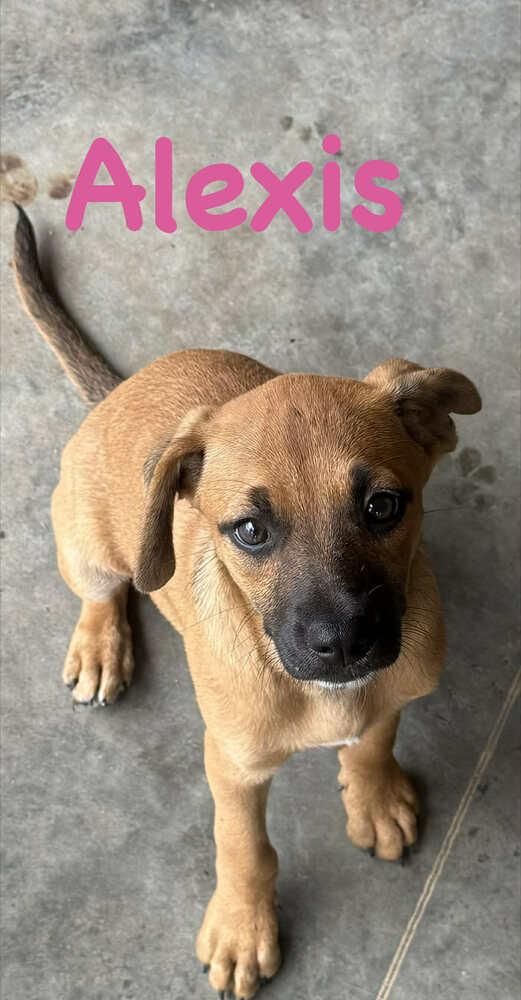 Enlarge Alexis, a Adoptable mixed breed in Syracuse, NY image 1/6