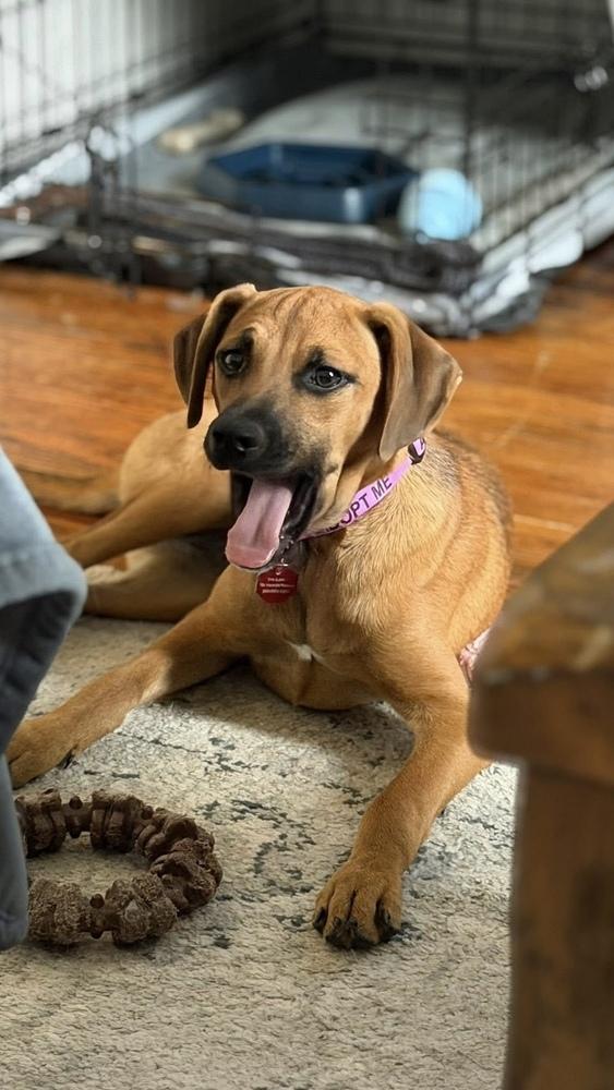 Alexis, Adoptable, Puppy Female Redbone Coonhound.