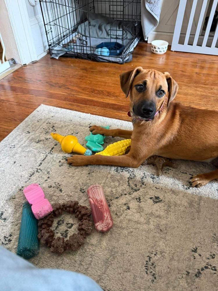 Alexis, a Adoptable mixed breed in Syracuse, NY image 2/6