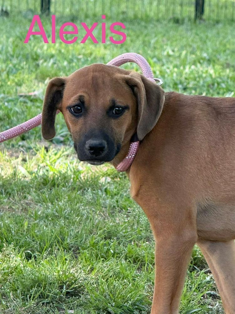 Enlarge Alexis, a Adoptable mixed breed in Syracuse, NY image 2/5