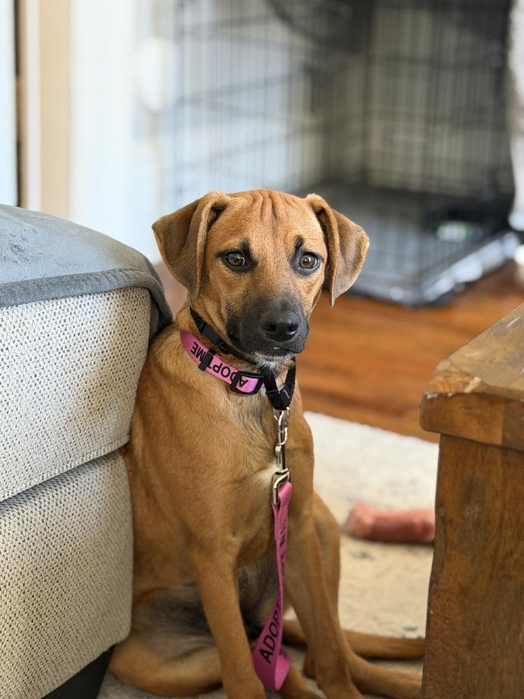 Alexis, a Adoptable mixed breed in Syracuse, NY image 3/6