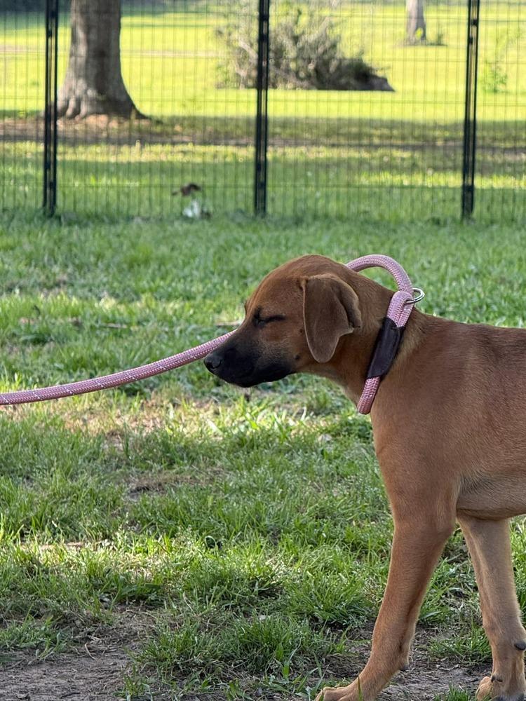 Enlarge Alexis, a Adoptable mixed breed in Syracuse, NY image 3/5