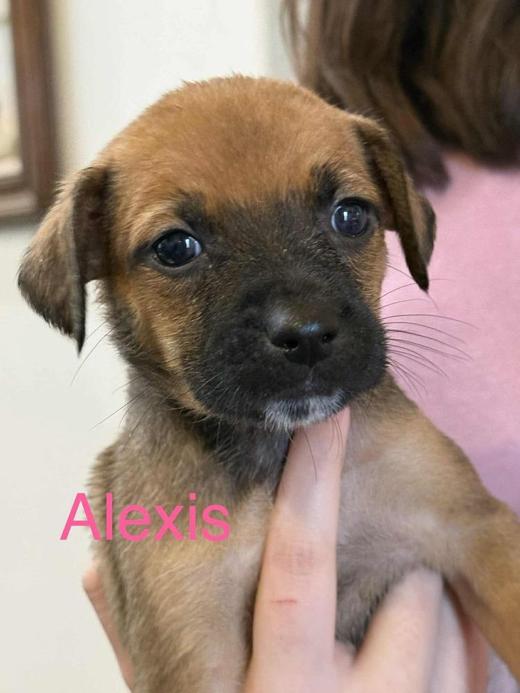 Enlarge Alexis, a Adoptable mixed breed in Syracuse, NY image 2/6