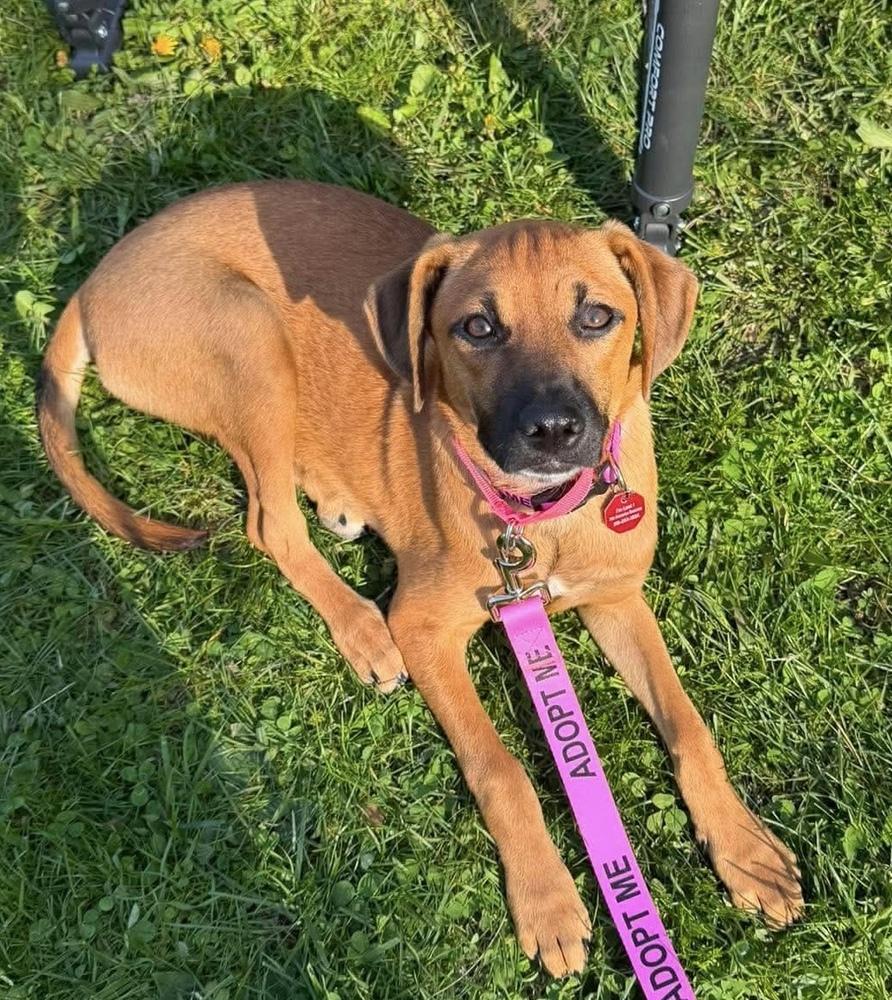 Alexis, a Adoptable mixed breed in Syracuse, NY image 4/6