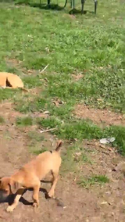 Enlarge Alexis, a Adoptable mixed breed in Syracuse, NY video 5/5