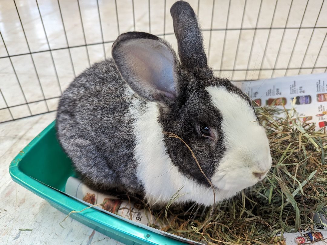 Enlarge Luigi, a Adoptable Dutch in Lee's Summit, MO image 1/3