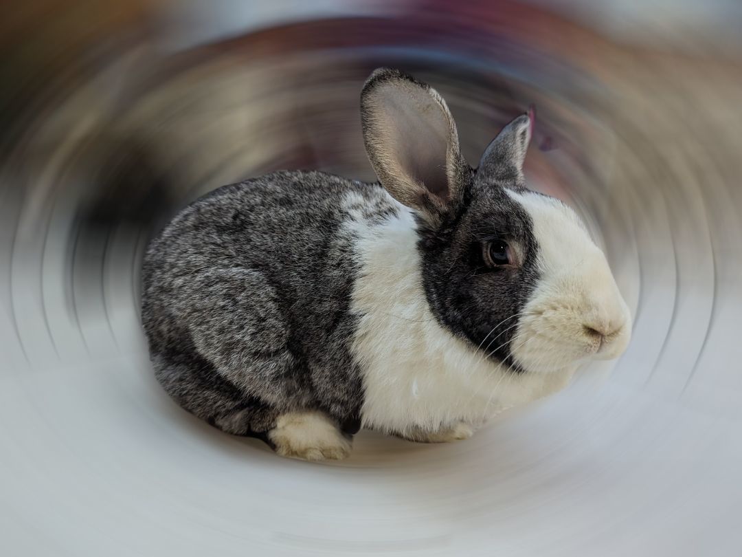 Enlarge Luigi, a Adoptable Dutch in Lee's Summit, MO image 3/3