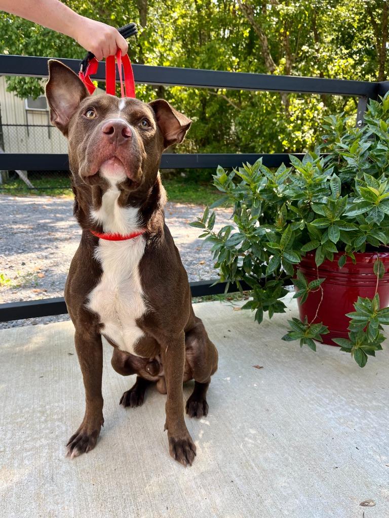 Doby, Adoptable, Adult Male Doberman Pinscher & Pit Bull Terrier.