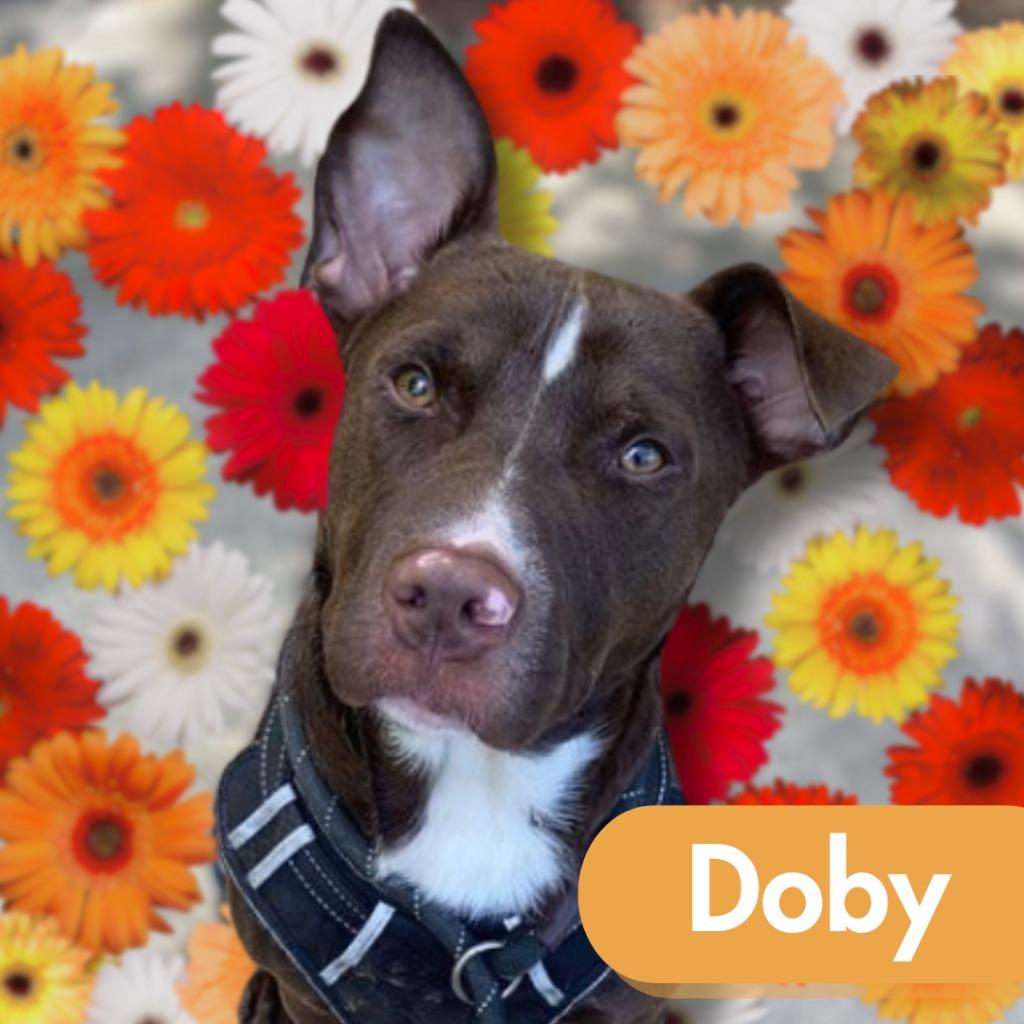 Enlarge Doby, a Adoptable mixed breed in Lawrenceburg, TN image 3/4