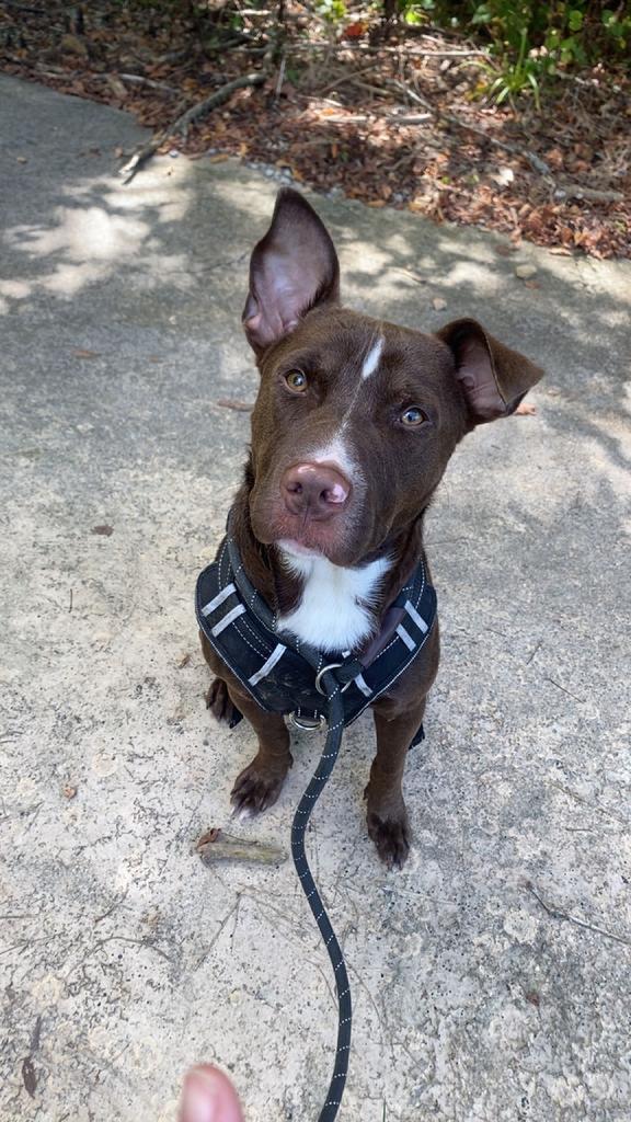 Enlarge Doby, a Adoptable mixed breed in Lawrenceburg, TN image 4/4