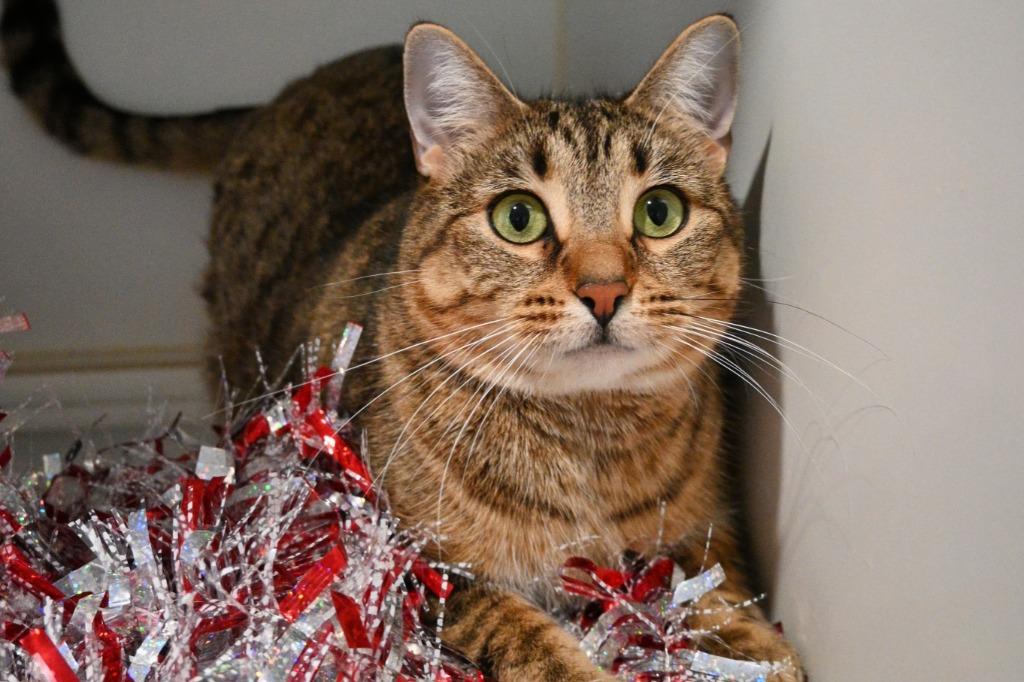 Penokee, Adoptable, Young Female Domestic Short Hair.