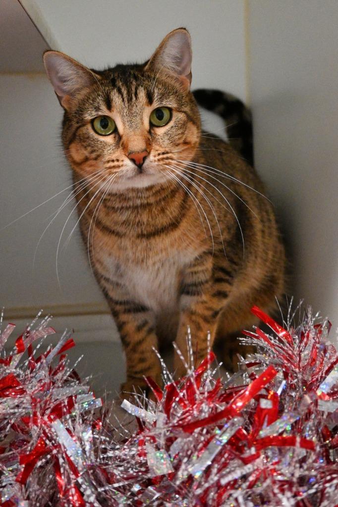 Penokee, a Adoptable mixed breed in Ashland, WI image 2/4