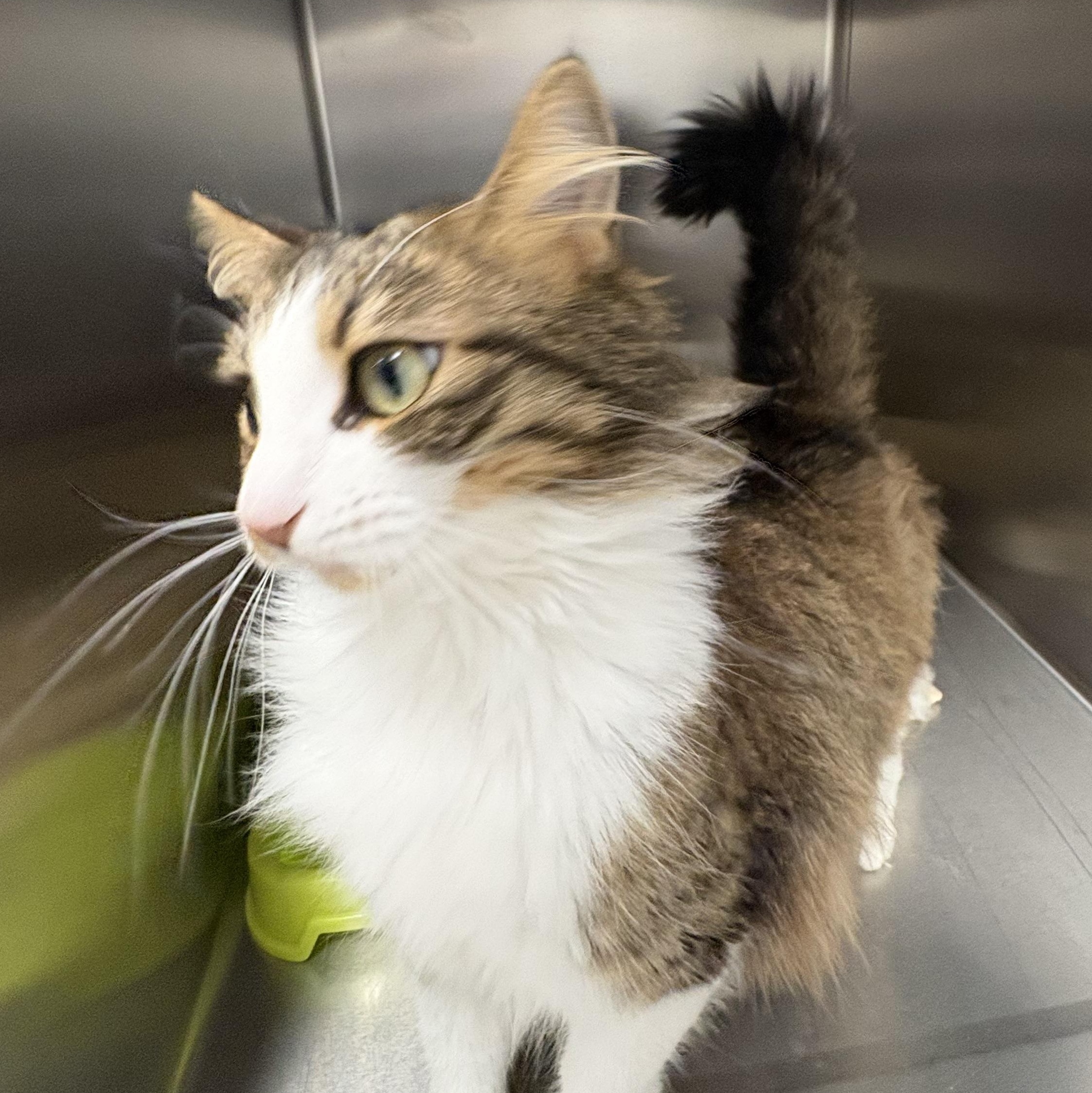 Enlarge Sona, an adopted Domestic Medium Hair in Shasta Lake, CA image 5/6