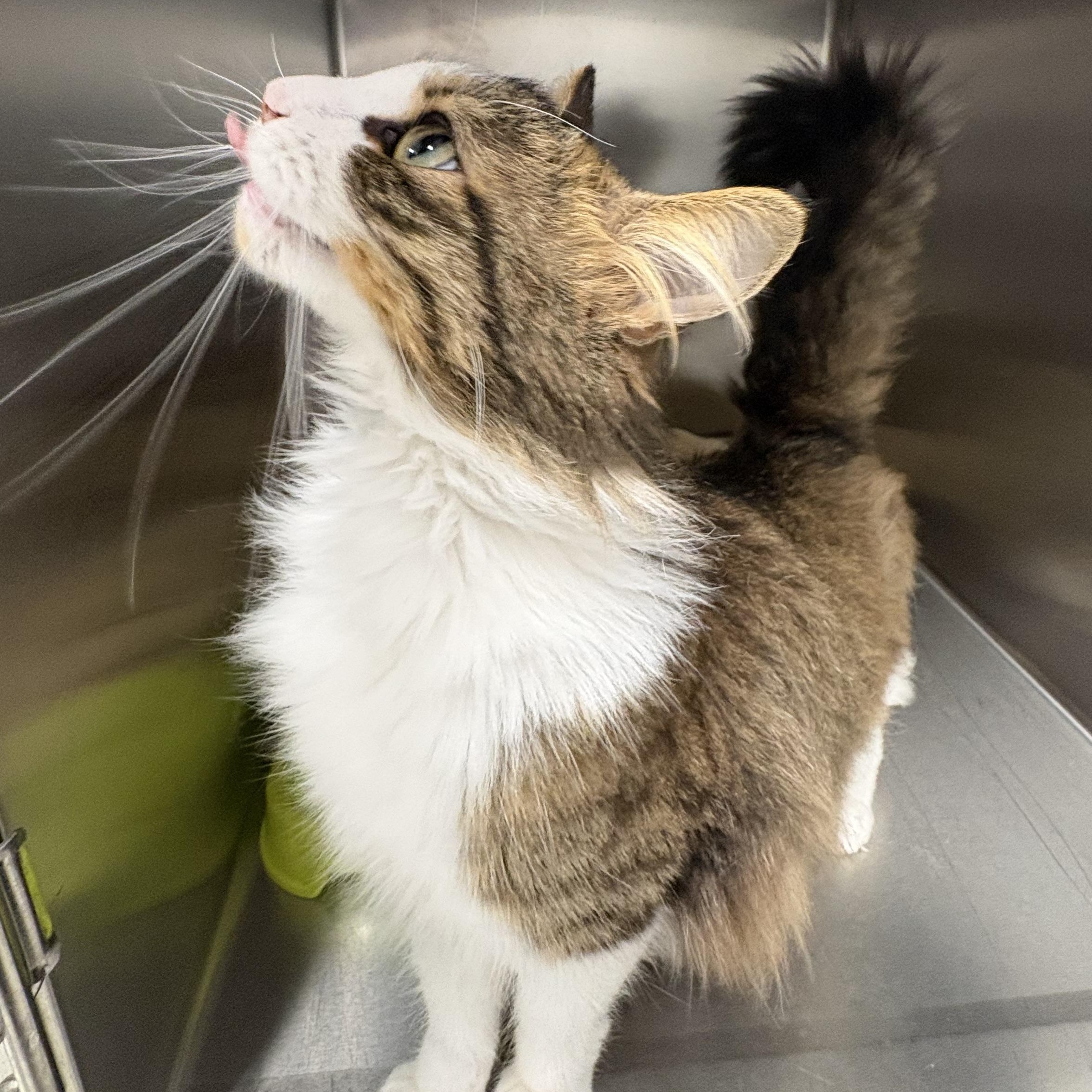 Enlarge Sona, an adopted Domestic Medium Hair in Shasta Lake, CA image 4/6
