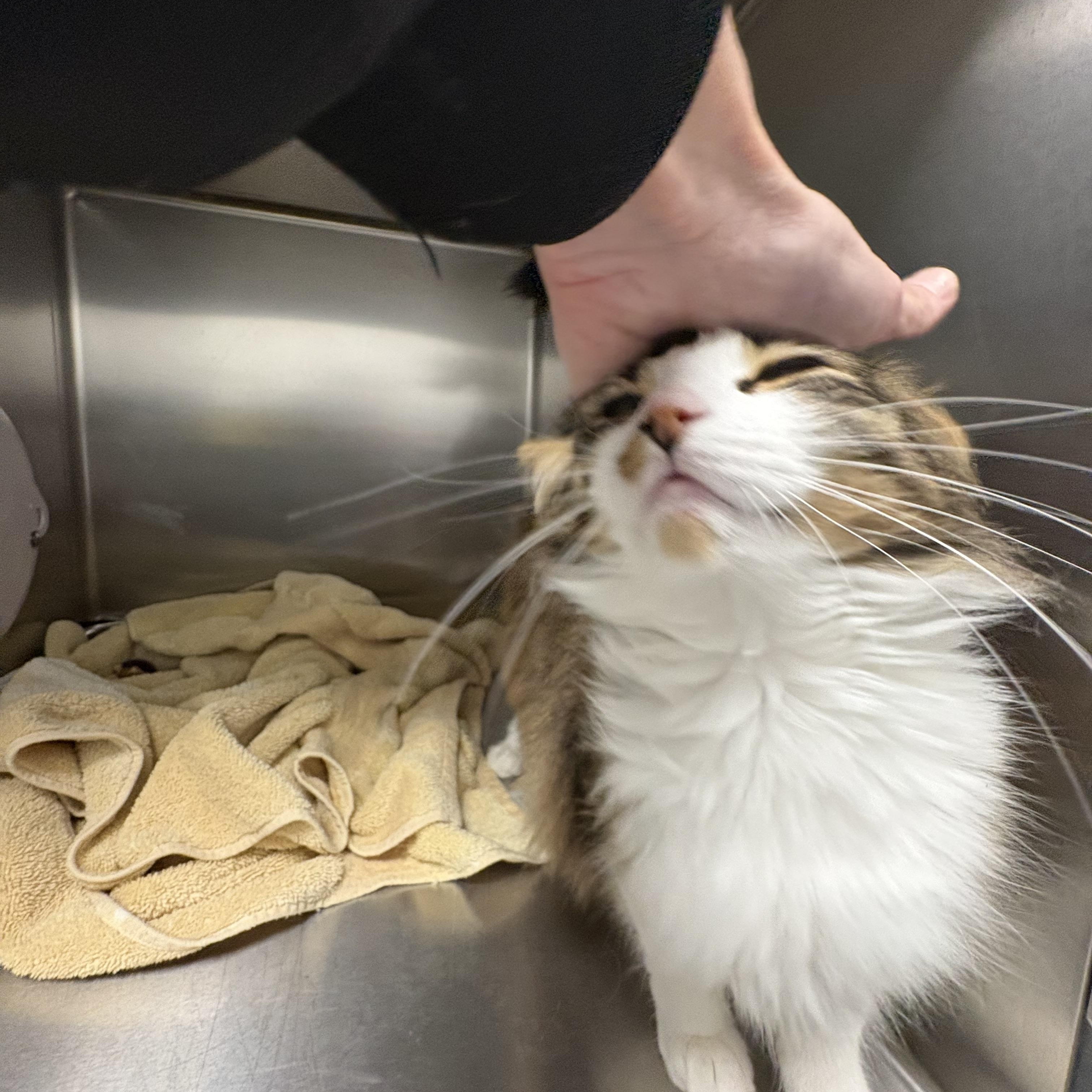 Enlarge Sona, an adopted Domestic Medium Hair in Shasta Lake, CA image 3/6