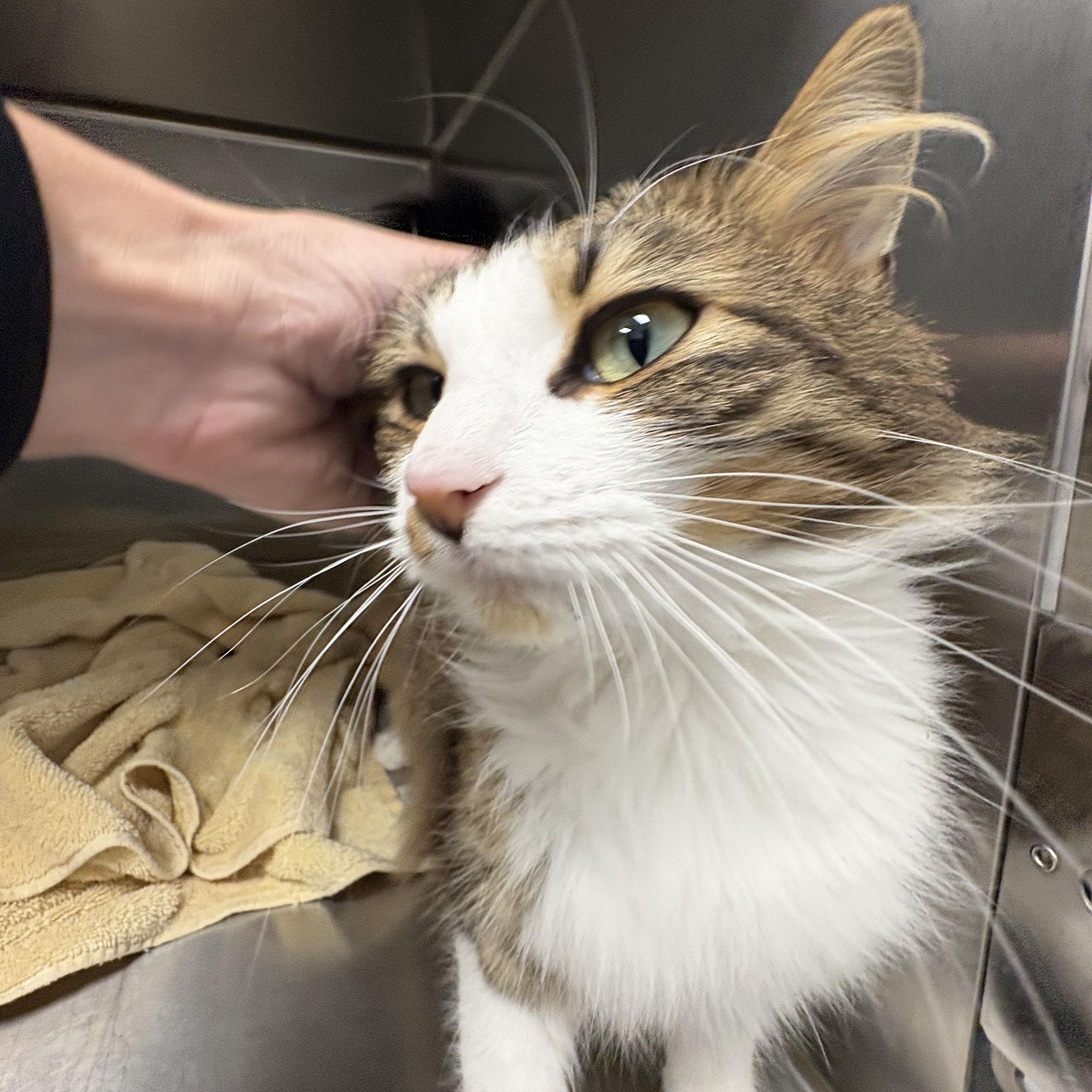 Enlarge Sona, an adopted Domestic Medium Hair in Shasta Lake, CA image 6/6
