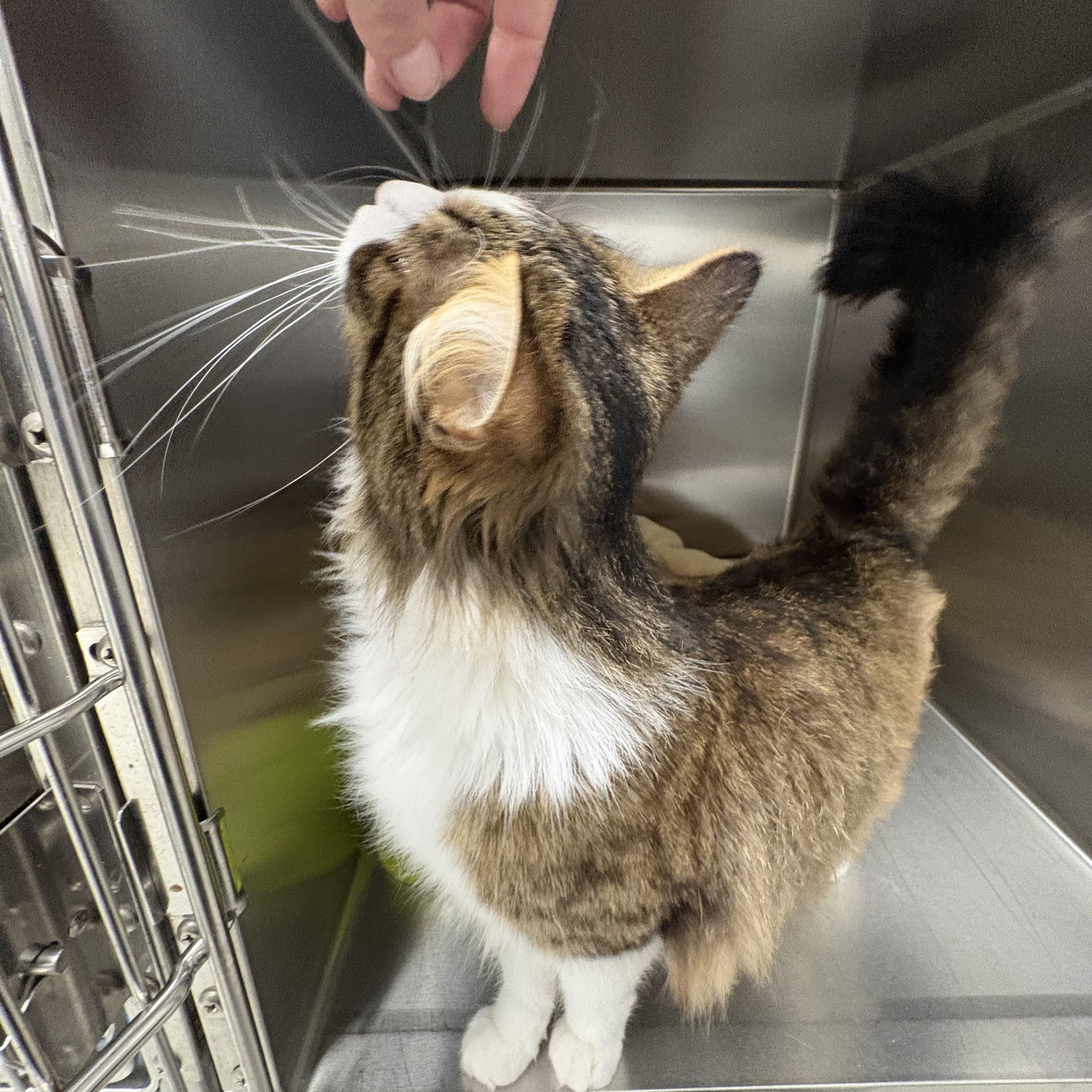 Enlarge Sona, an adopted Domestic Medium Hair in Shasta Lake, CA image 2/6