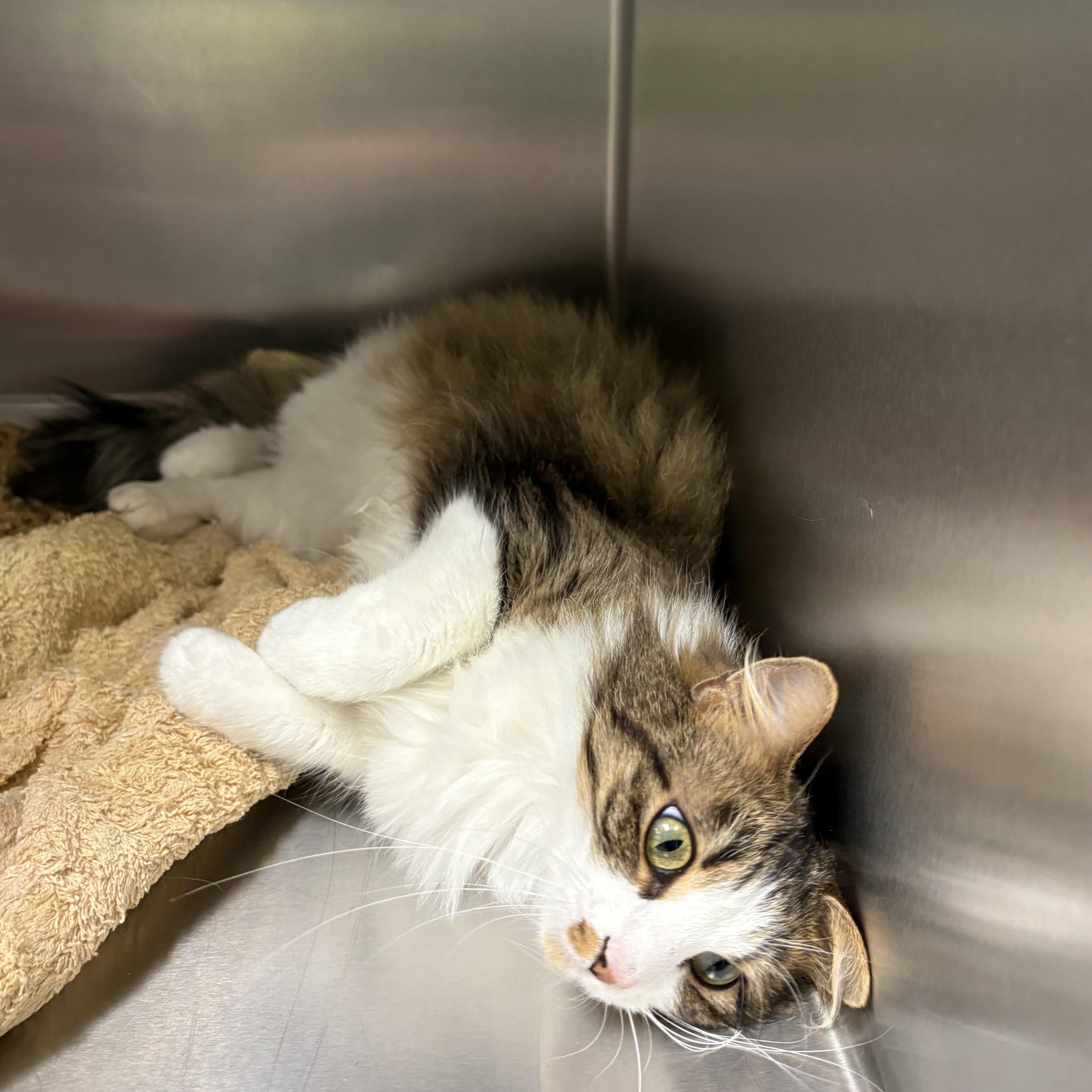 Enlarge Sona, an adopted Domestic Medium Hair in Shasta Lake, CA image 1/6
