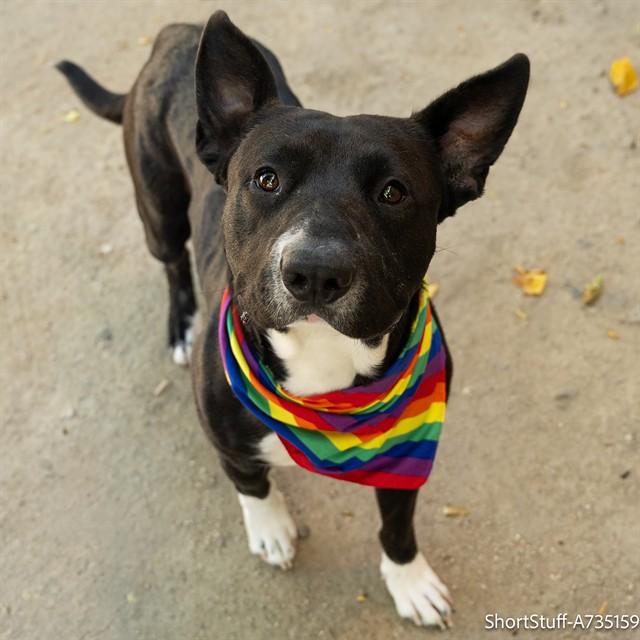 Enlarge SHORT STUFF, a Adoptable Pit Bull Terrier in Sacramento, CA image 1/1