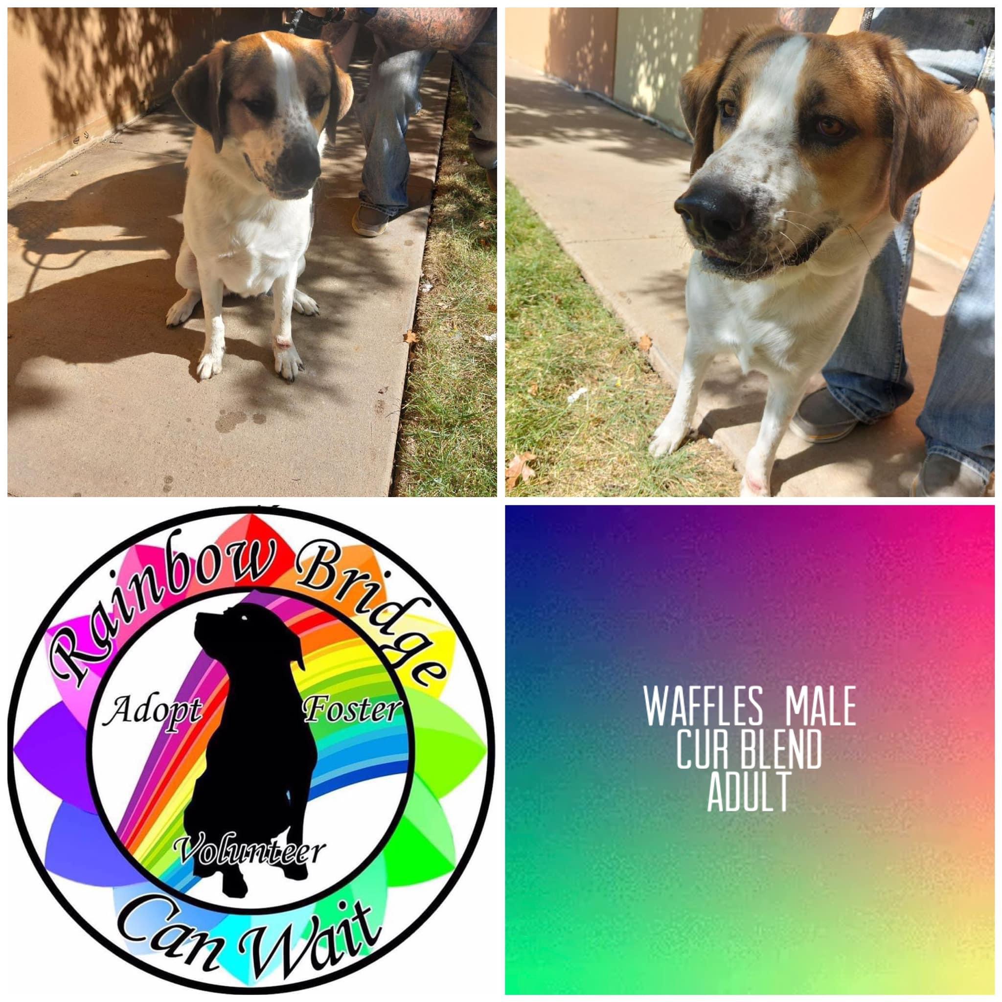 Waffles, a Adoptable mixed breed in Carnegie, OK image 1/3