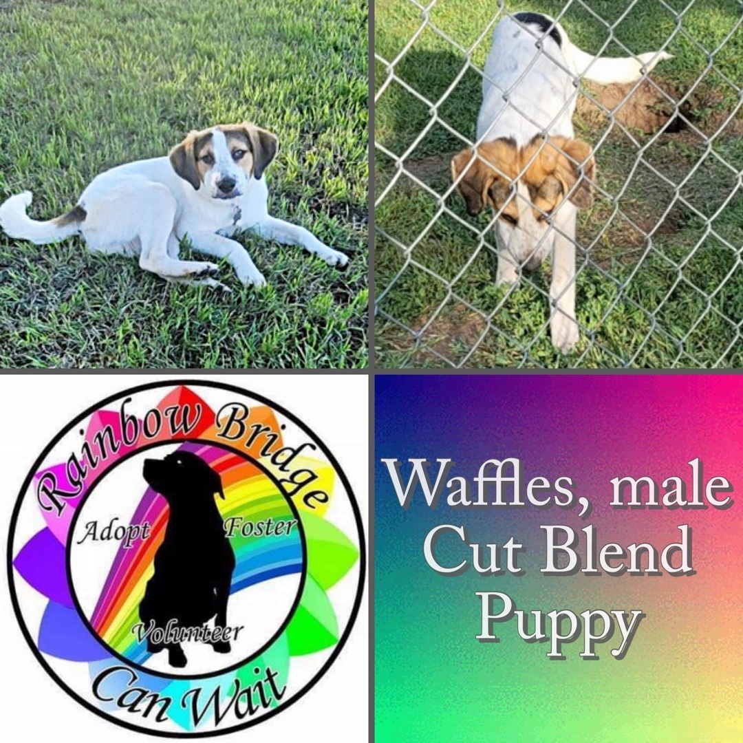 Waffles photo 1