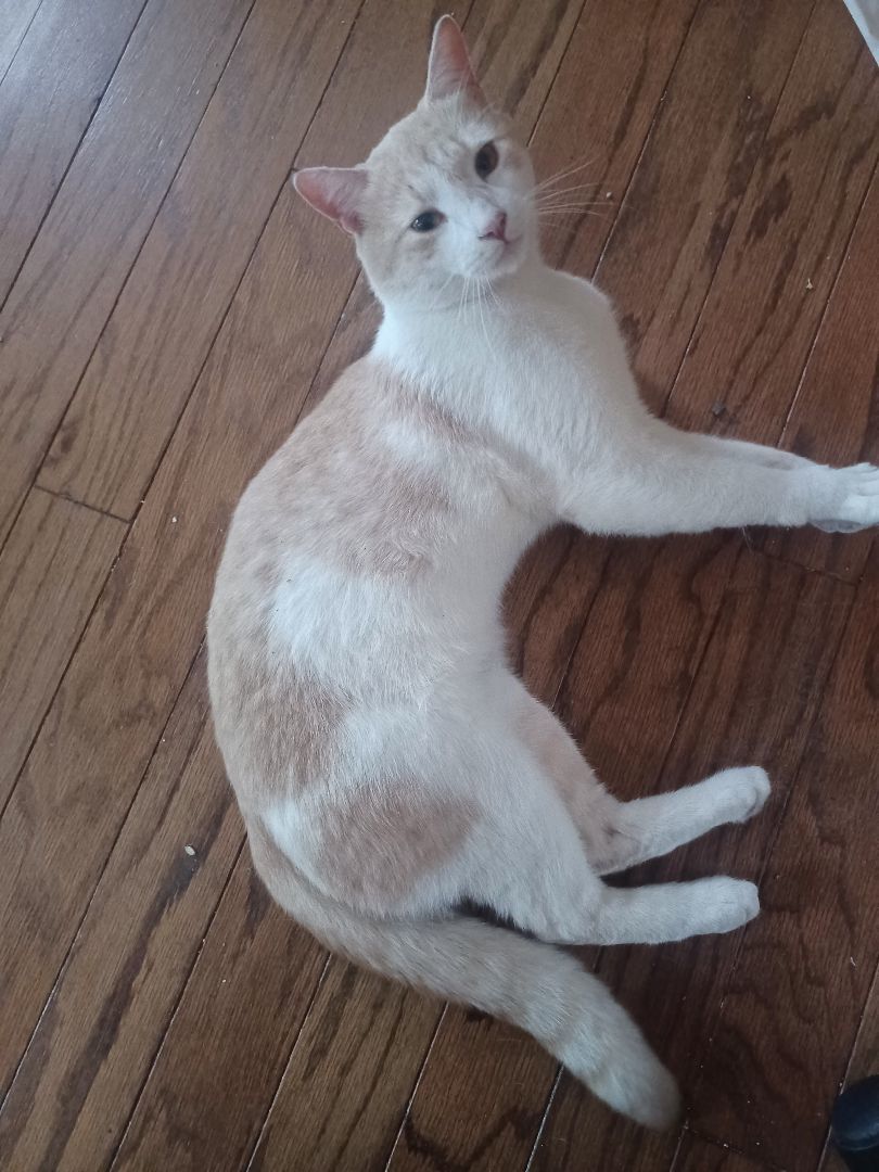 Enlarge Kelsey, a Adopted Domestic Short Hair in Greensboro, NC image 1/3