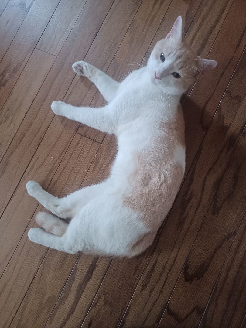 Enlarge Kelsey, a Adopted Domestic Short Hair in Greensboro, NC image 2/3