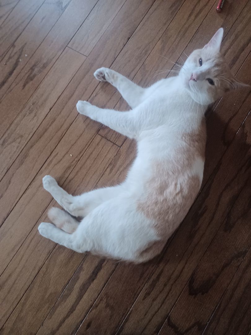 Enlarge Kelsey, a Adopted Domestic Short Hair in Greensboro, NC image 3/3