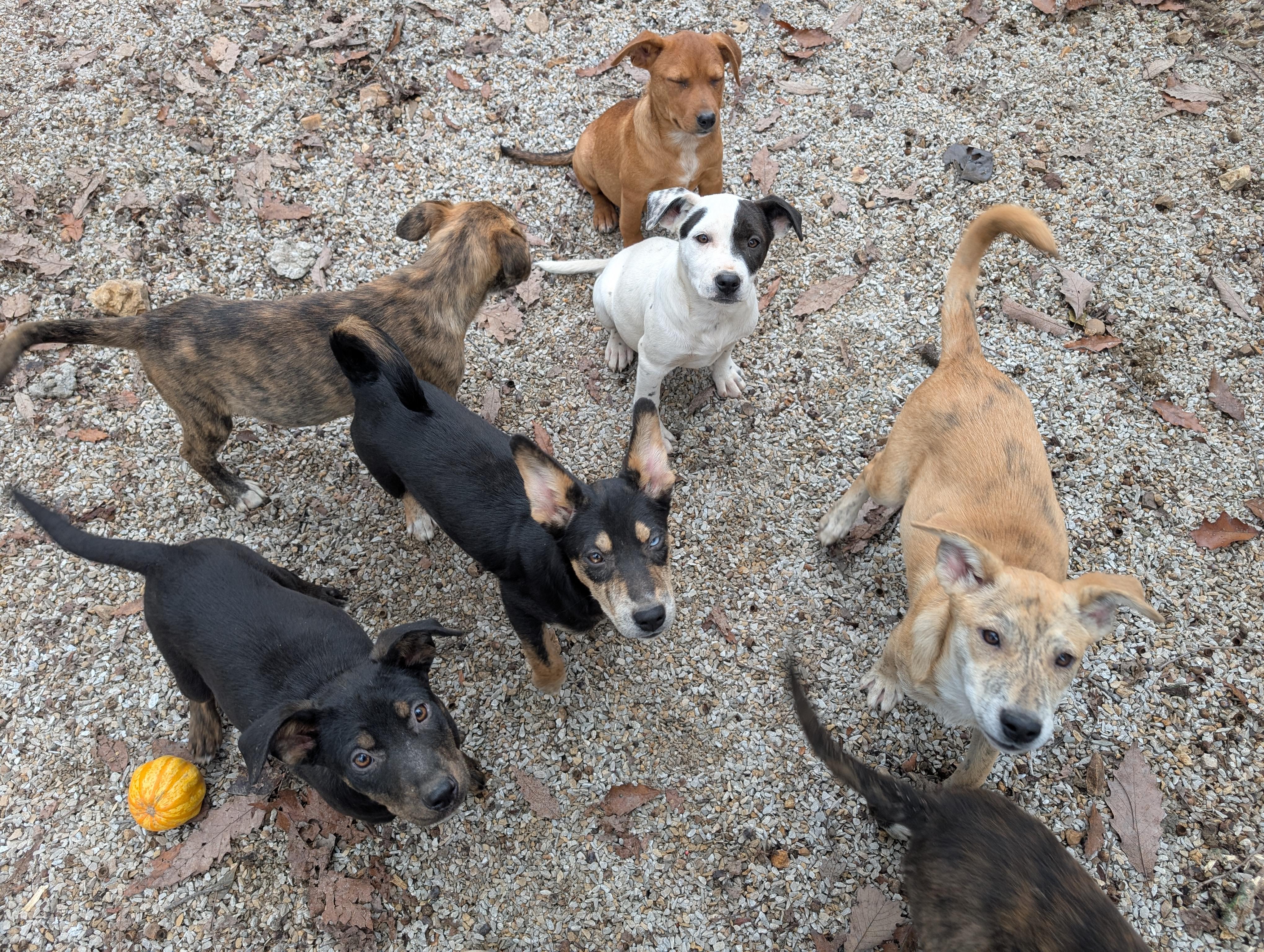 Wednesday, an adopted mixed breed in Osceola, MO image 2/5