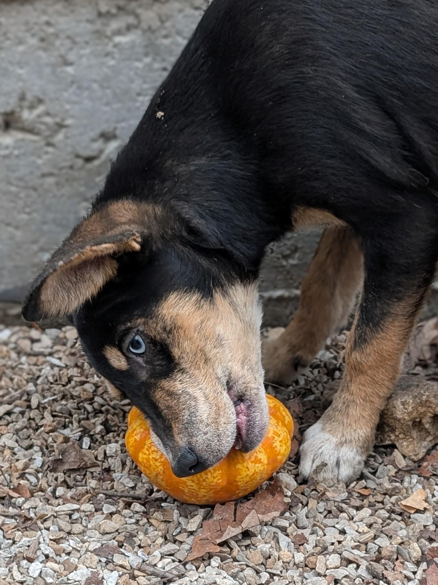 Wednesday, an adopted mixed breed in Osceola, MO image 3/5