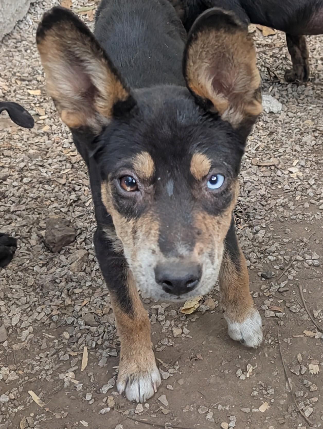Wednesday, an adopted mixed breed in Osceola, MO image 4/5