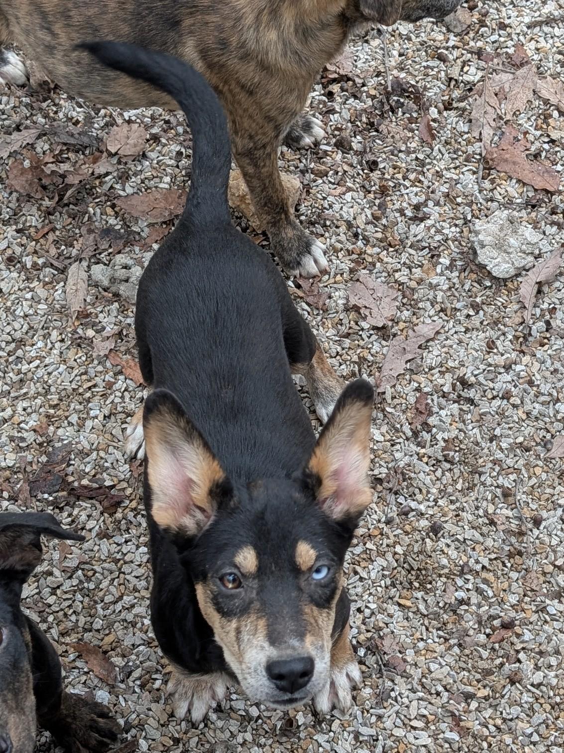 Wednesday, an adopted mixed breed in Osceola, MO image 5/5