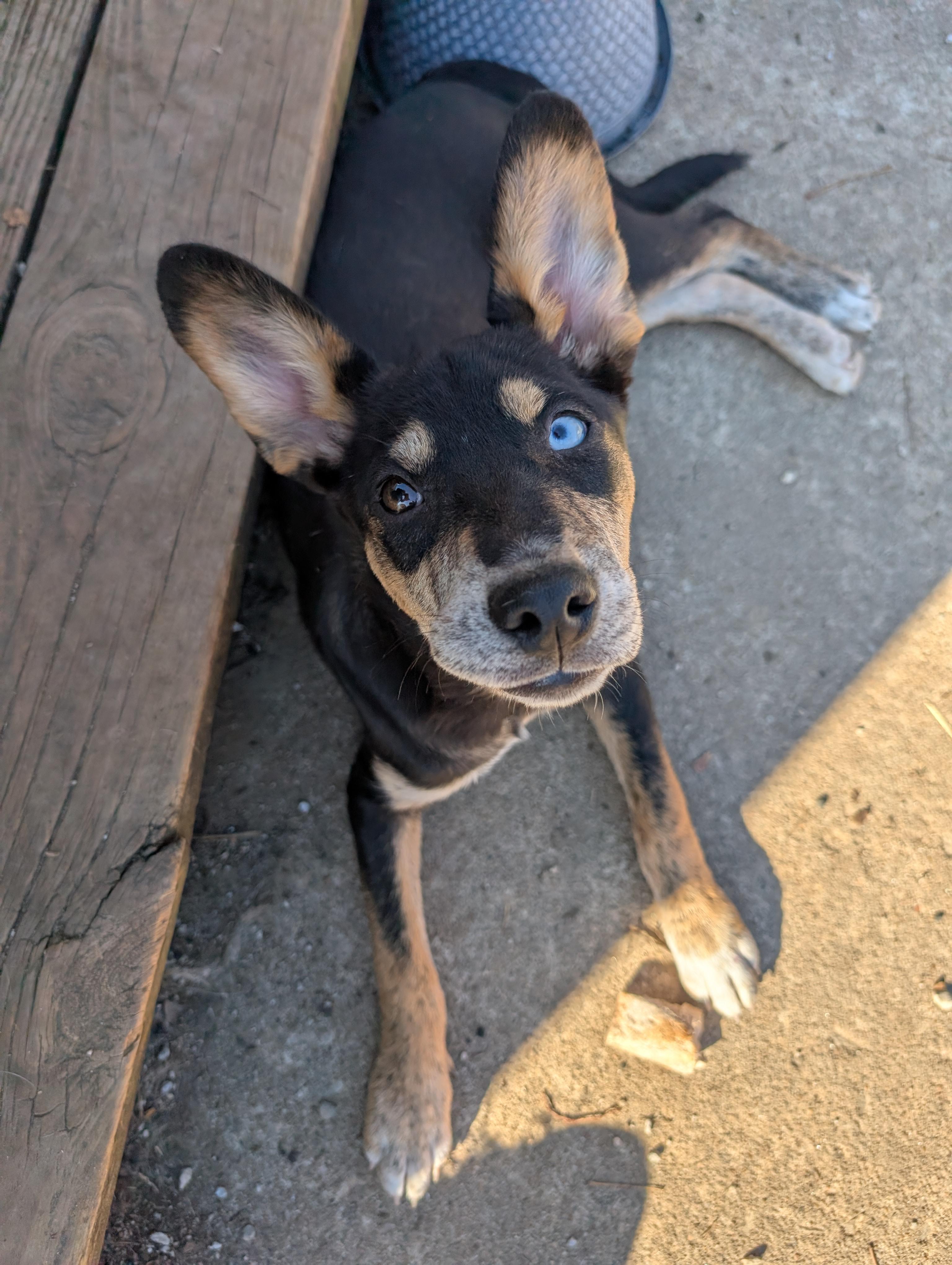 Wednesday, an adopted mixed breed in Osceola, MO image 1/5