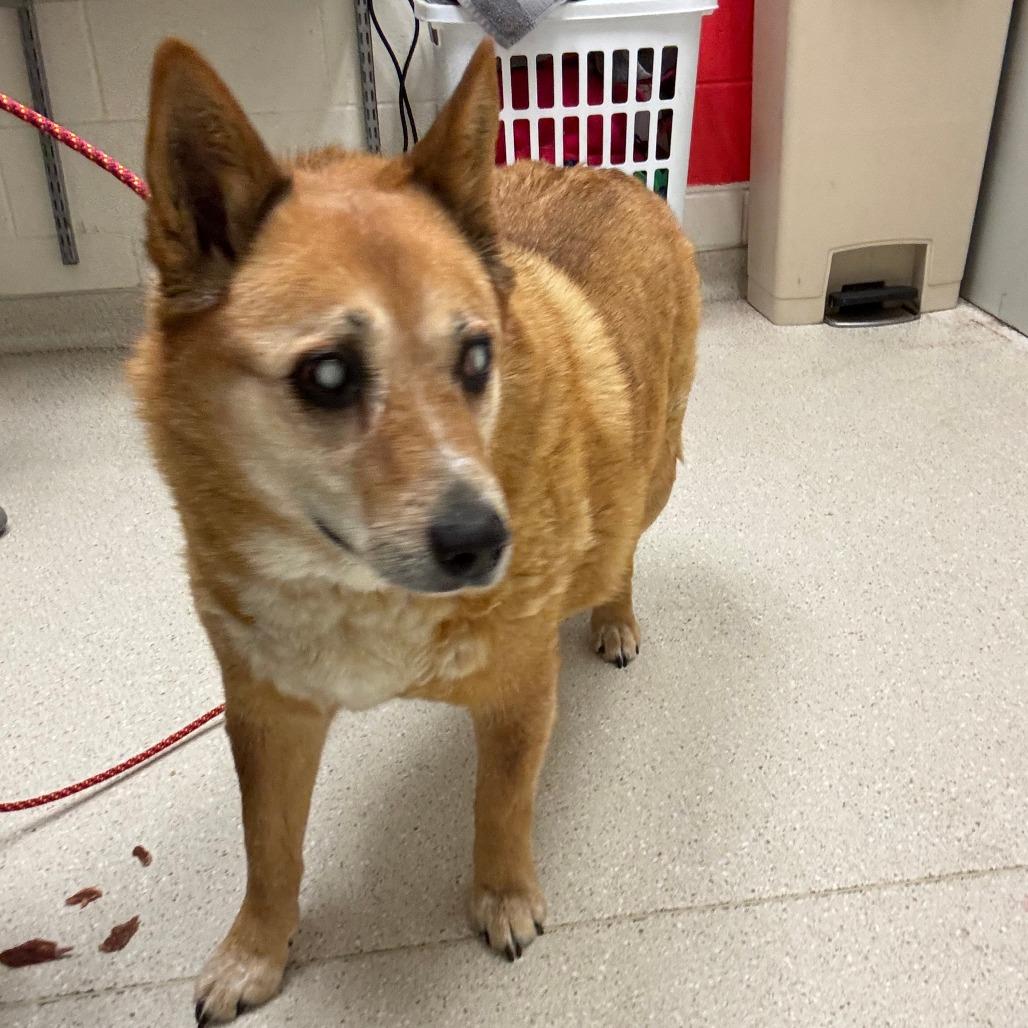 Nala, Adoptable, Senior Female Australian Kelpie & Cattle Dog.