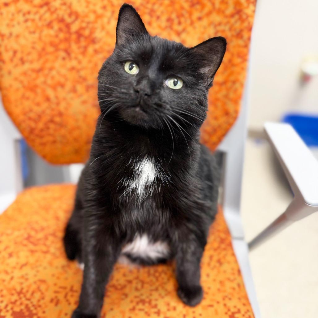Toes, Adoptable, Senior Female Domestic Short Hair & Mixed Breed.