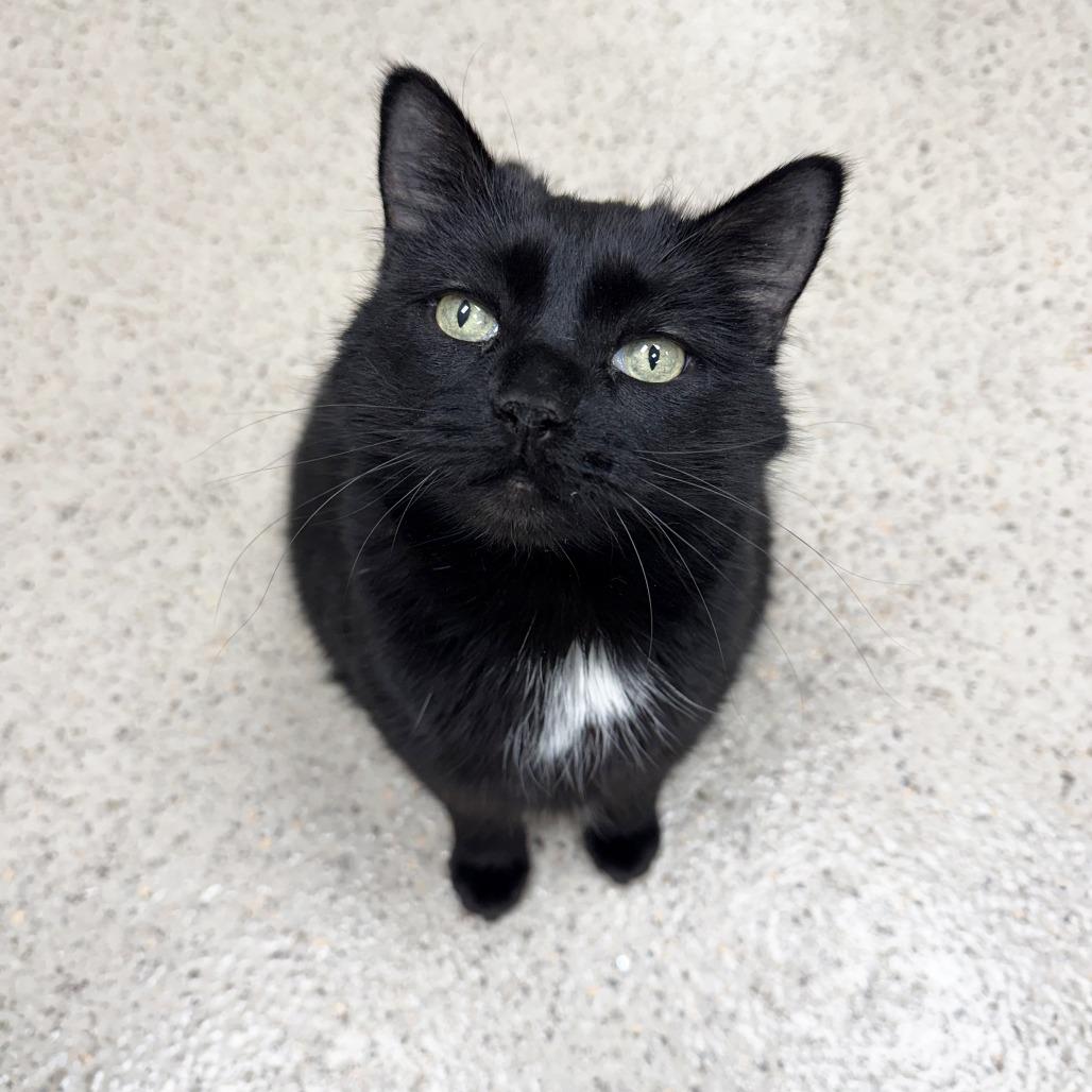 Toes, a Adoptable mixed breed in Oshkosh, WI image 2/6