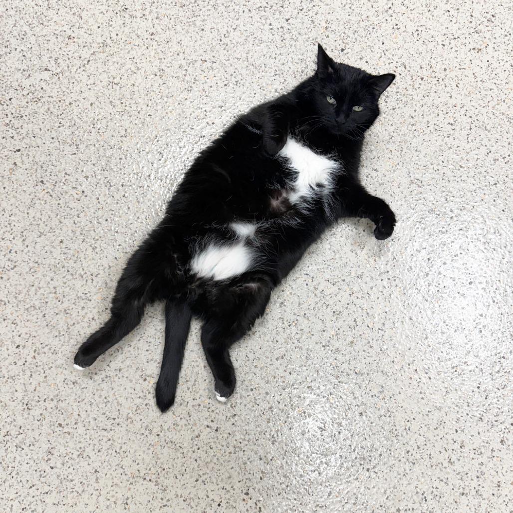 Toes, a Adoptable mixed breed in Oshkosh, WI image 3/6