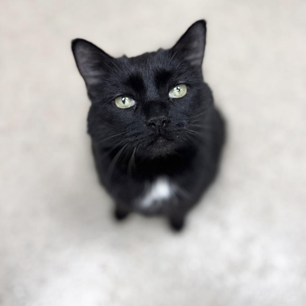 Toes, a Adoptable mixed breed in Oshkosh, WI image 5/6