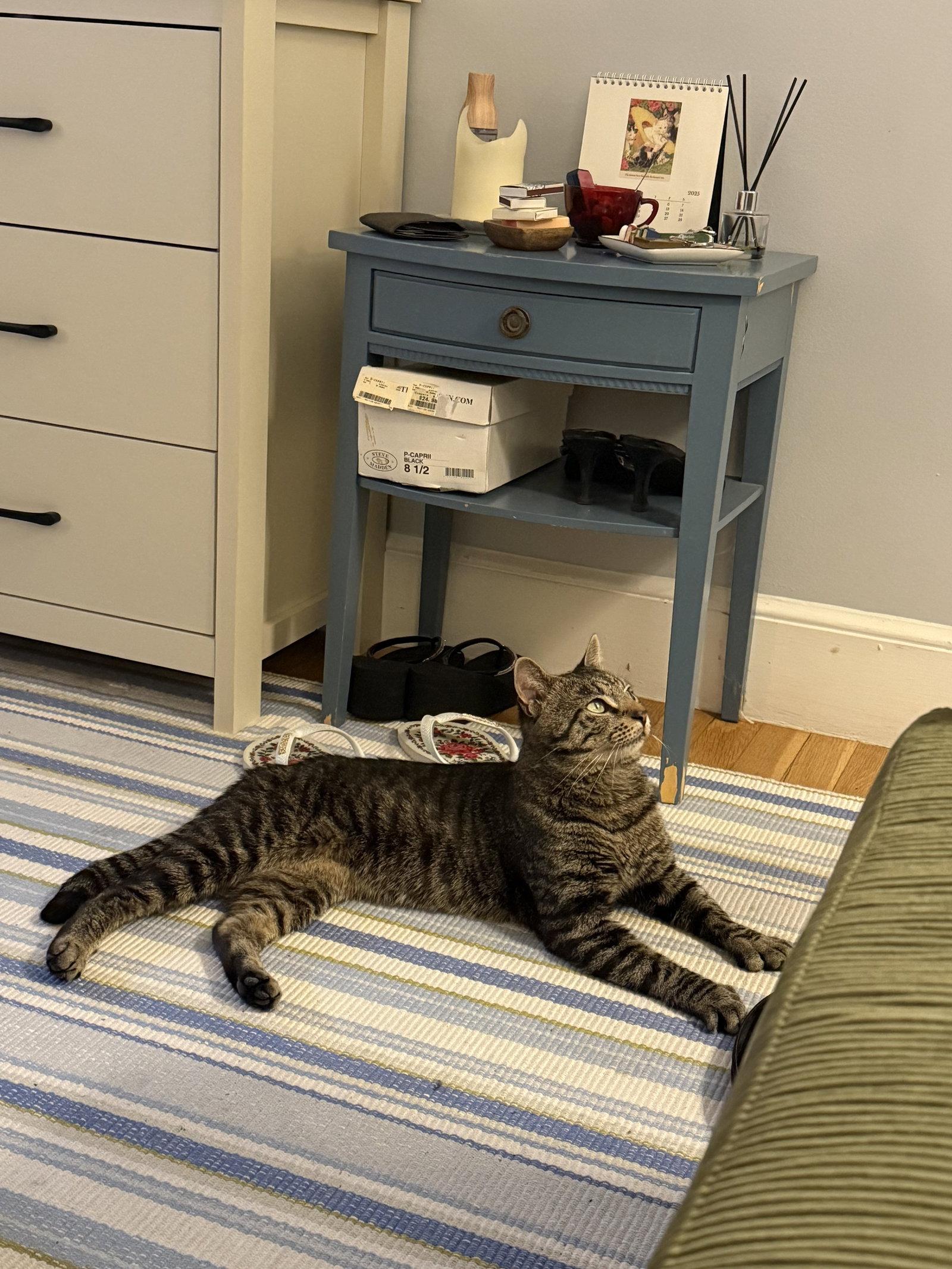 Waffles, Adopted, Young Male Domestic Short Hair.