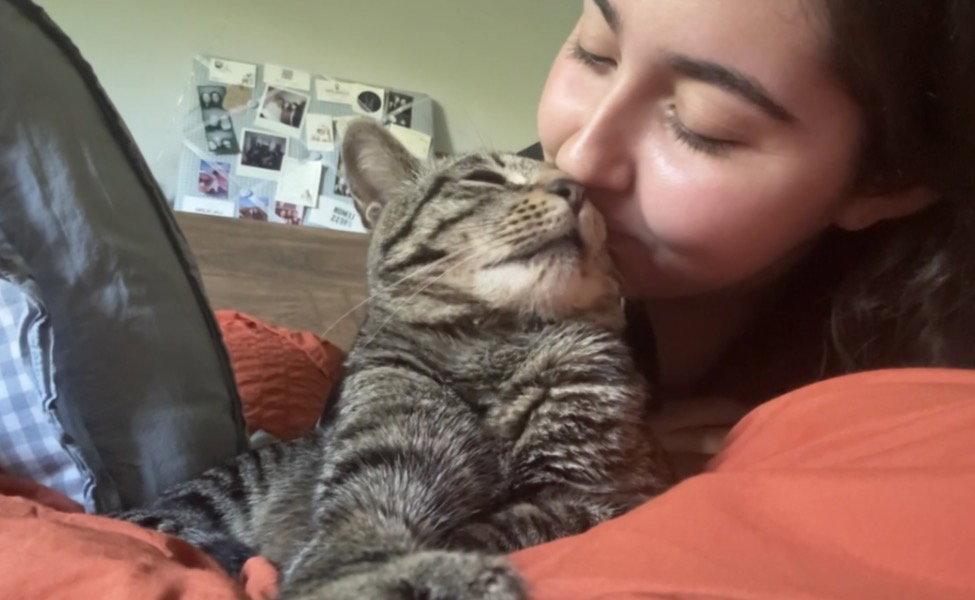 Waffles, a Adopted Domestic Short Hair in Somerville, MA image 2/3