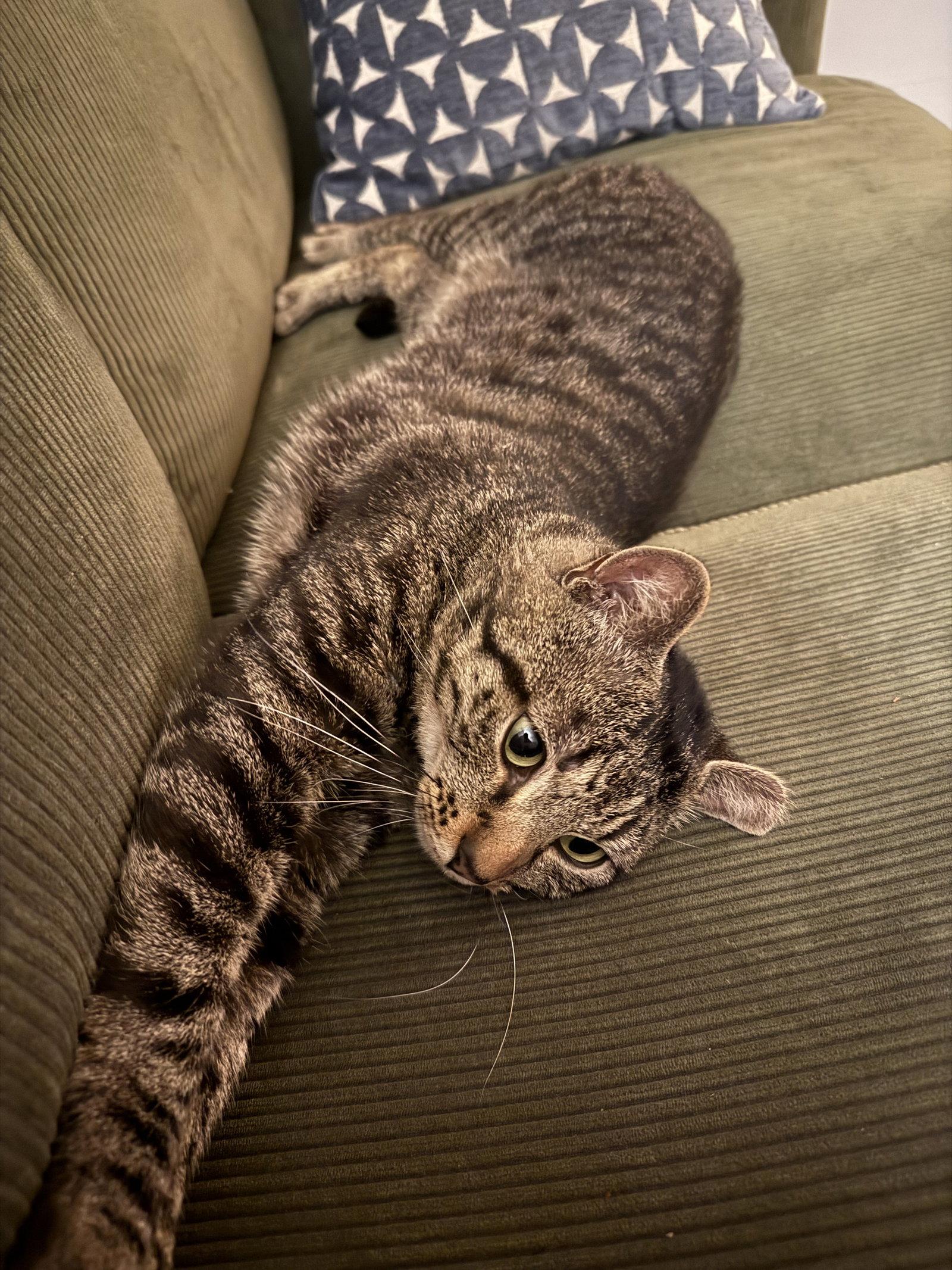 Waffles, a Adopted Domestic Short Hair in Somerville, MA image 3/3