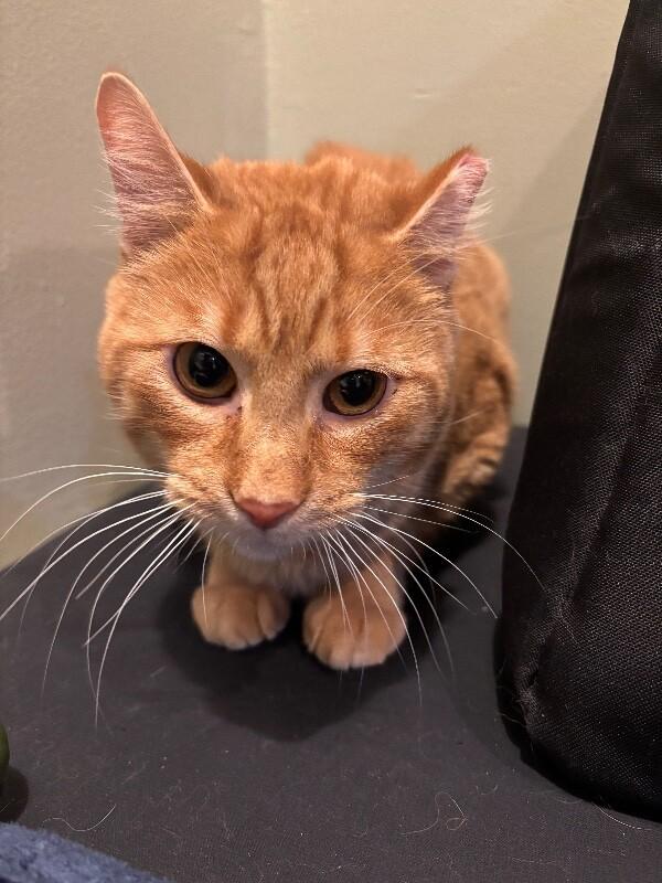 Enlarge Homer, a Adoptable Domestic Short Hair in Grand Rapids, MI image 1/1