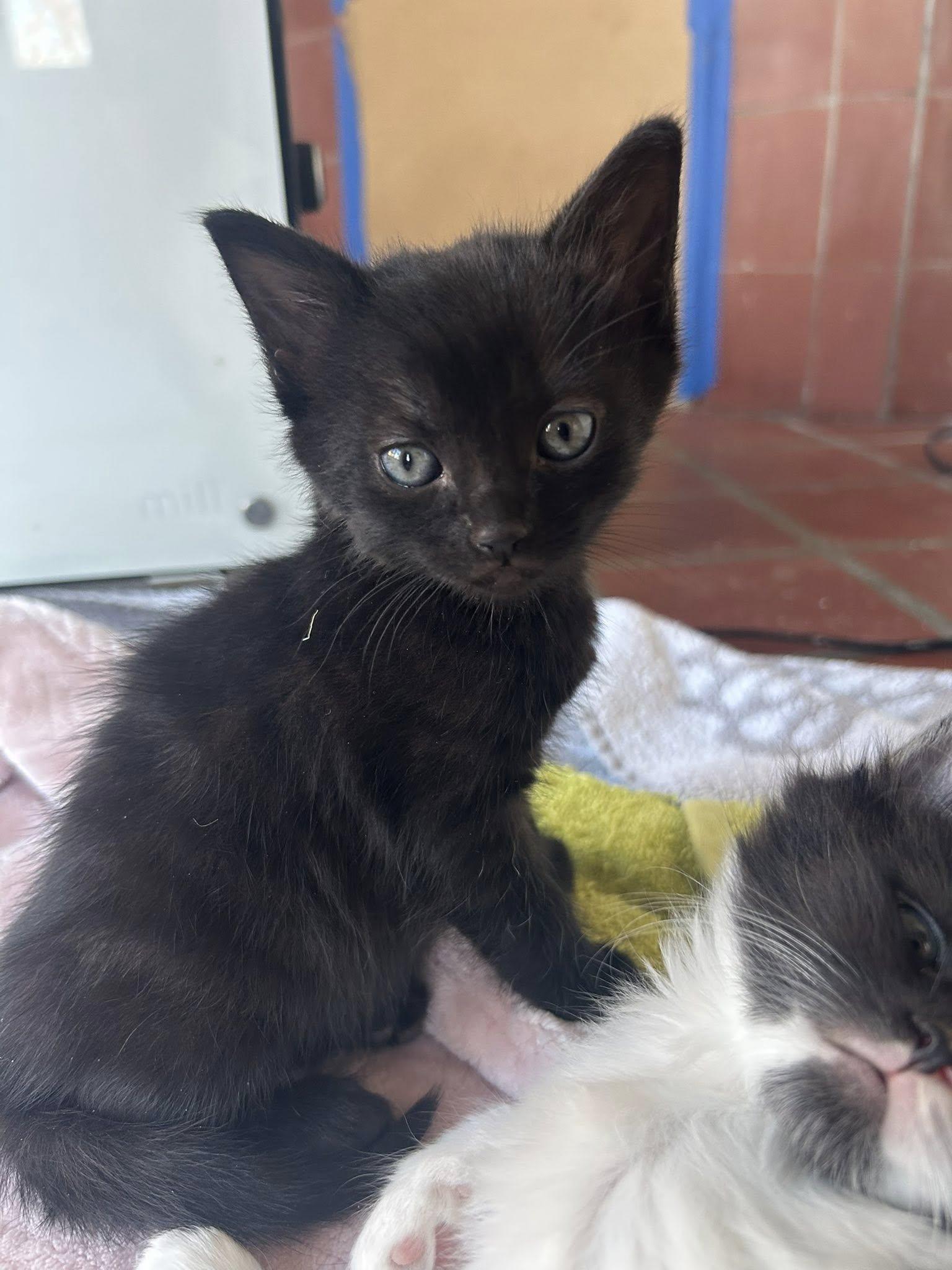 Wednesday, Adoptable, Kitten Female Domestic Short Hair.