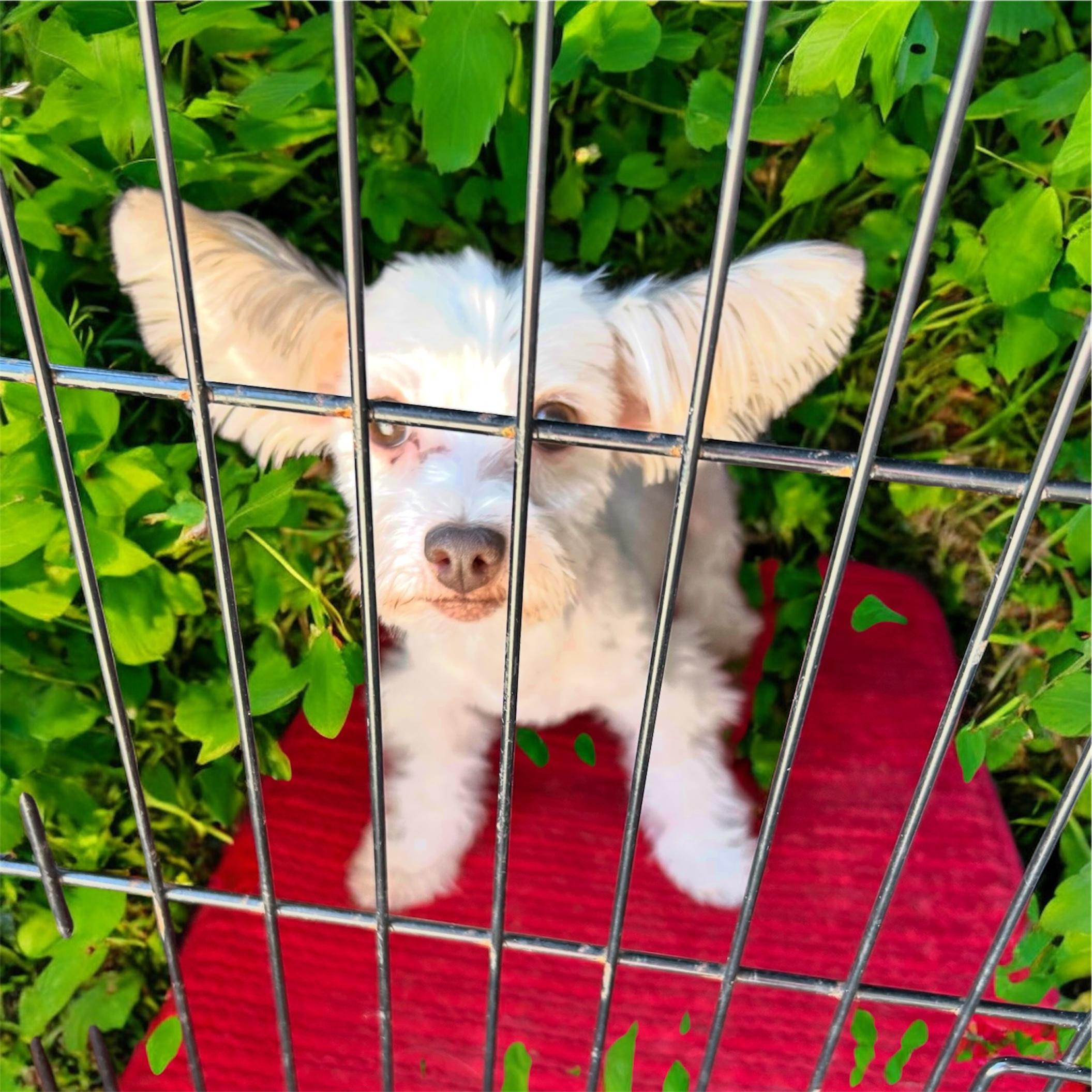 Levi, Adoptable, Adult Male Yorkshire Terrier.