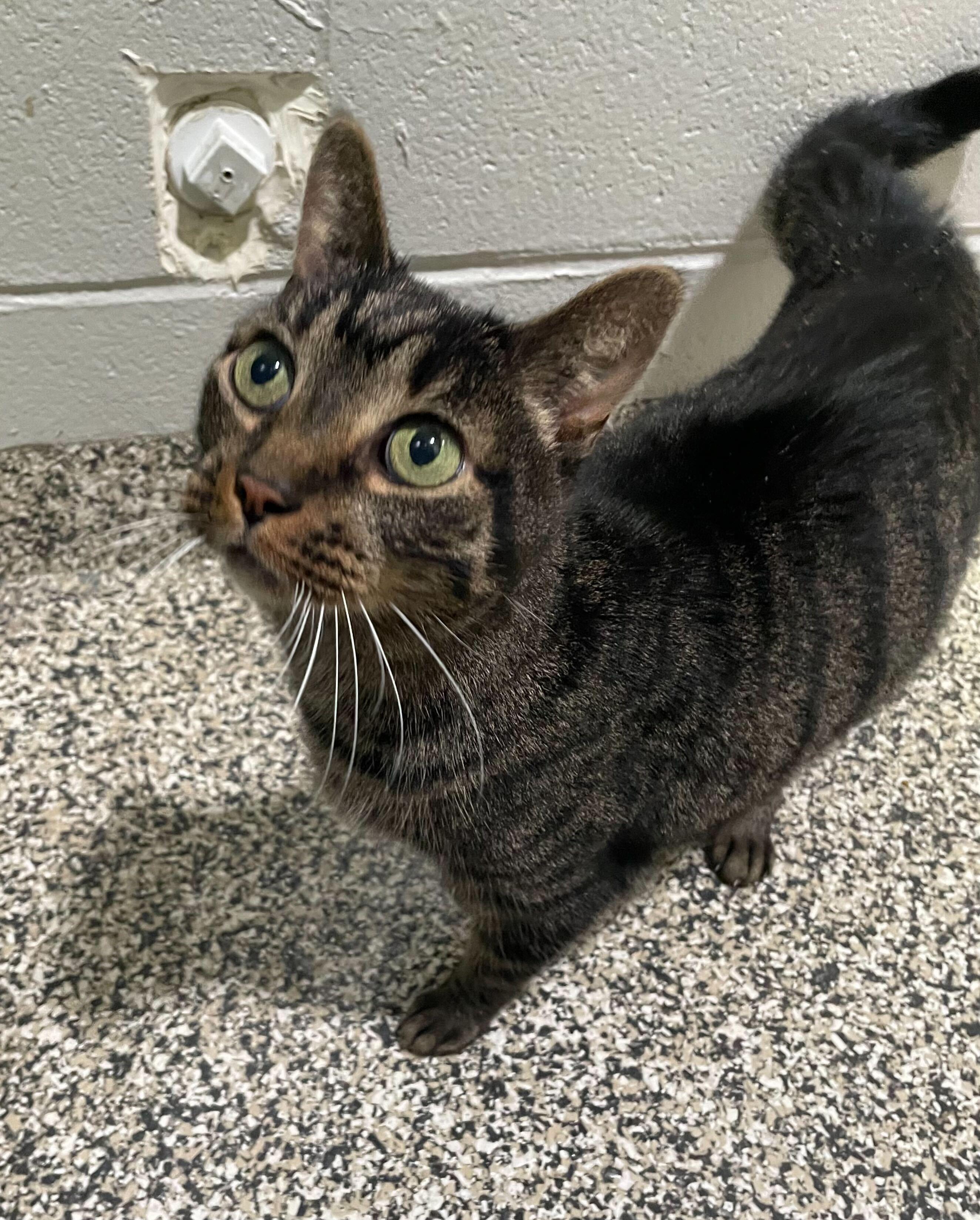 Enlarge Bill, a ADOPTABLE Tabby in Jackson, MI image 3/5